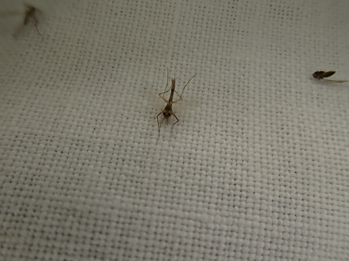 iNaturalist observation photo of Flies