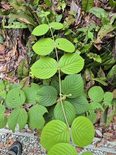 Uncaria cordata observed 2025-07-19