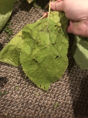 Angiospermae