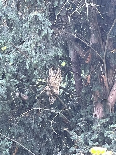 View observation of {o.common_name} on iNaturalist