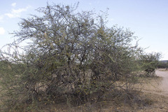 Acacia hebeclada image