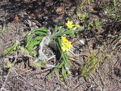 Hypoxis stellipilis
