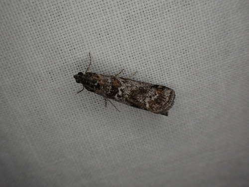 iNaturalist observation photo of Acrobasis