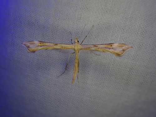 iNaturalist observation photo of Gillmeria