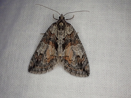 iNaturalist observation photo of Hydriomena