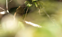 Pycnonotus flavescens