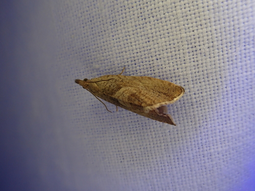 iNaturalist observation photo of Tortricid Leafroller Moths