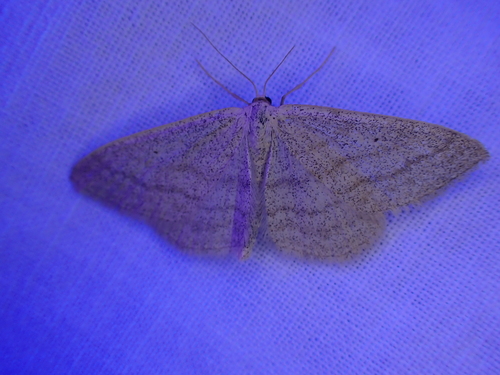 iNaturalist observation photo of Scopula