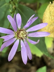 Symphyotrichum retroflexum