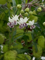 Polybia occidentalis