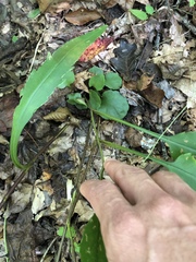 Symphyotrichum retroflexum