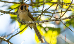 Paradoxornis guttaticollis