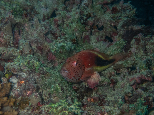Freckled Hawkfish — seen at this dive site