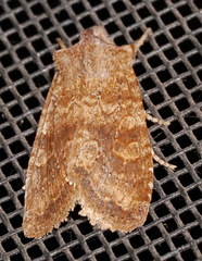 Lithophane semiusta