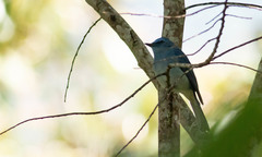 Cyornis unicolor