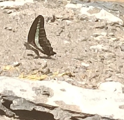 Narrow-Banded Bluebottle