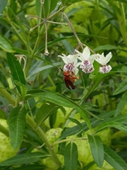 Polistes canadensis