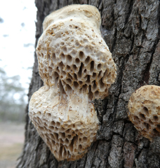 Hexagonia vesparia