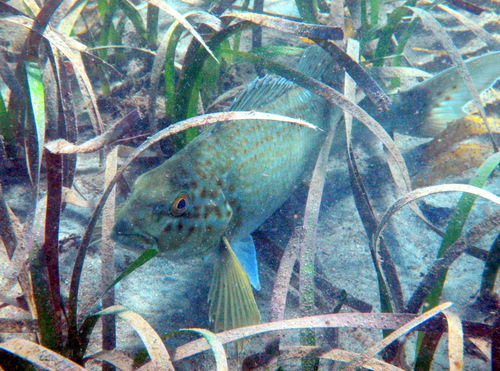Dusky Morwong