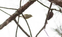 Phylloscopus claudiae