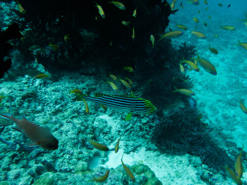 Oriental Sweetlips — seen at this dive site