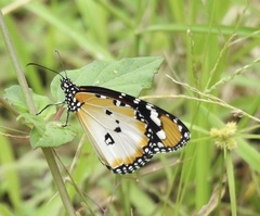 Danaus chrysippus alcippus