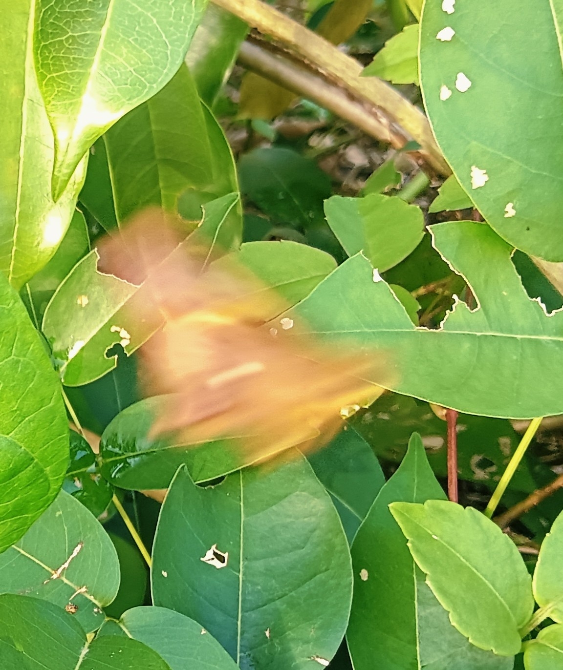 Common Awl