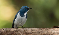 Ficedula superciliaris