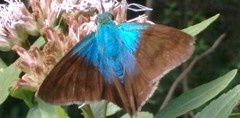 Astraptes
