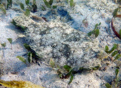 Pseudorhombus jenynsii