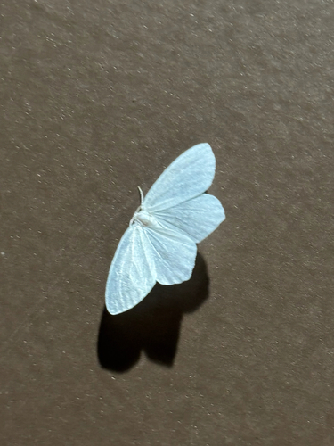 Snowy Geometer Moth photo 5