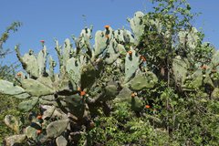 Opuntia quimilo