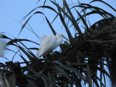 Egretta garzetta
