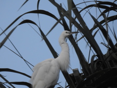 Egretta garzetta