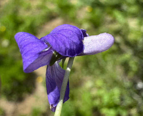 hookedspur violet