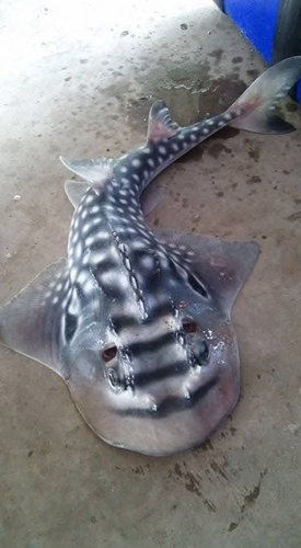 Bowmouth Guitarfish