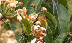 Aethopyga gouldiae