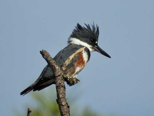 Belted Kingfisher photographed in North Carolina