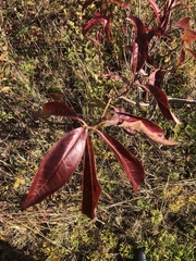 Oxydendrum