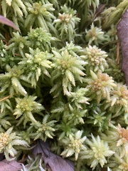 Sphagnum magellanicum