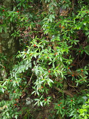 Daphne kiusiana, photograph author not stated, no rights reserved