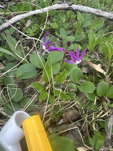 Northern Shooting Star (Primula frigida)