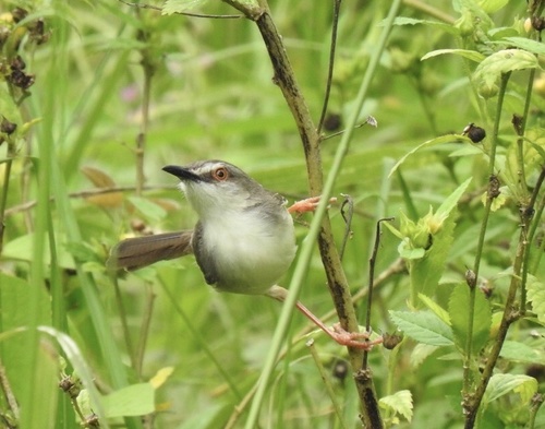 Tawny-flanked Prinia