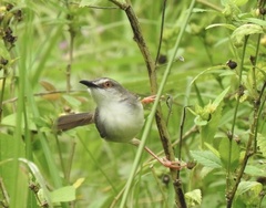 Tawny-Flanked Prinia photo 5