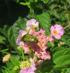 Leucocelis aeneicollis