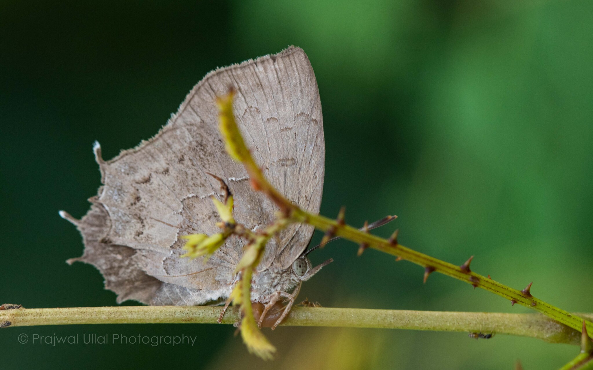 Common Acacia Blue