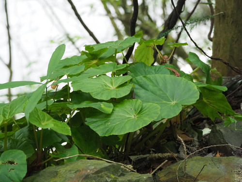 Begonia chitoensis, photograph 3