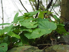 Begonia chitoensis, photograph author not stated, no rights reserved