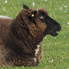 Ovis aries