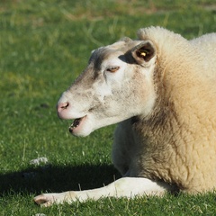 Ovis aries